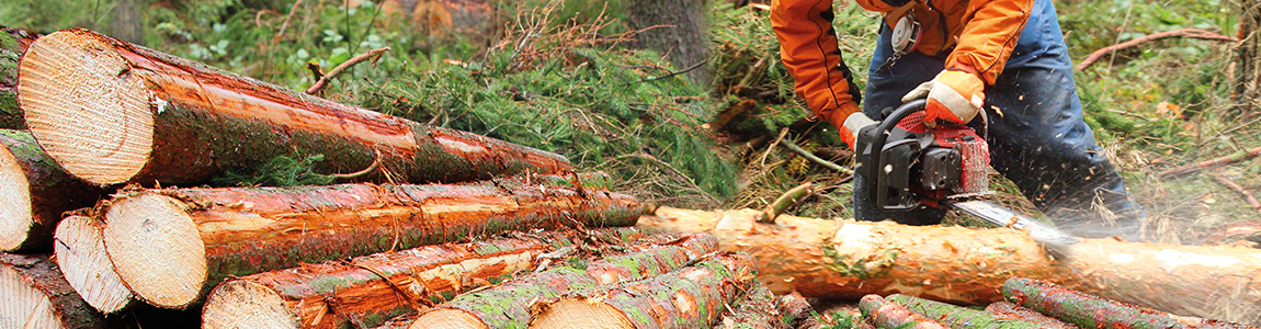 Mission Wallonne des Secteurs Verts - Formation et prévention secteur bois et foret bois et foret